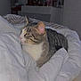 bed, bedroom, blanket, cat, comforter, cozy, domestic_animal, dresser, fur, furniture, indoor, mirror, nighttime, pet, portrait, relaxed, resting, soft_texture, tabby_cat, whiskers