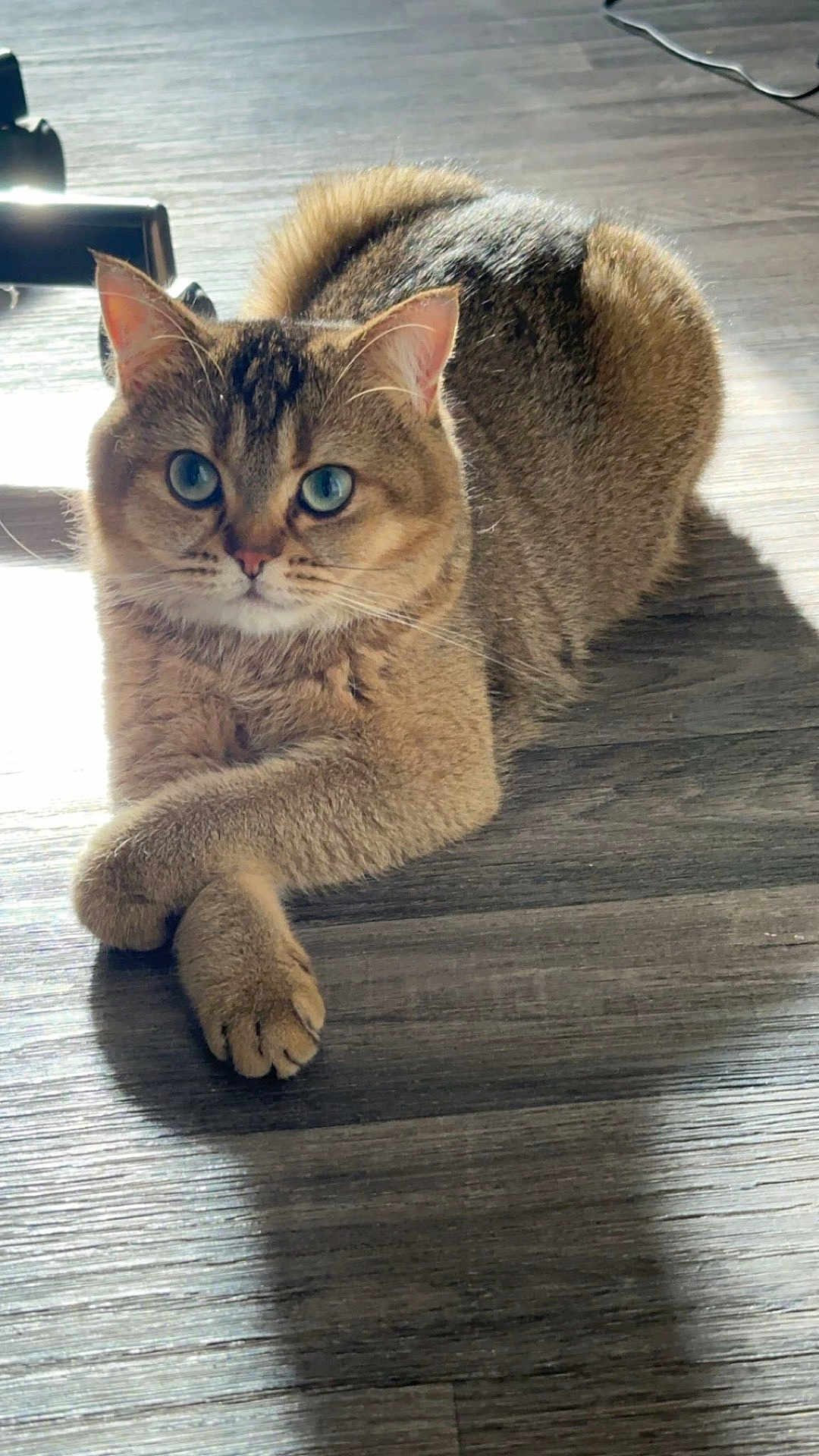 Mila