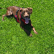 Bellatrix joined the competition — help win amazing prizes! dog, brown_dog, grass, outdoor, sunlight, pet, canine, animal, tongue_out, happy, lying_down, red_harness, nature, greenery, summer, playful, mammal, daylight, closeup, friendly