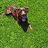 dog, brown_dog, grass, outdoor, sunlight, pet, canine, animal, tongue_out, happy, lying_down, red_harness, nature, greenery, summer, playful, mammal, daylight, closeup, friendly