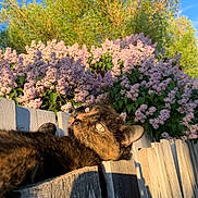 Sissy is registered to the contest to win money with this photo: animal, blue_sky, bush, cat, daylight, fence, flowers, garden, greenery, lilac, nature, outdoor, peaceful, pet, portrait, relaxing, sky, sunlight, tortoiseshell, wood