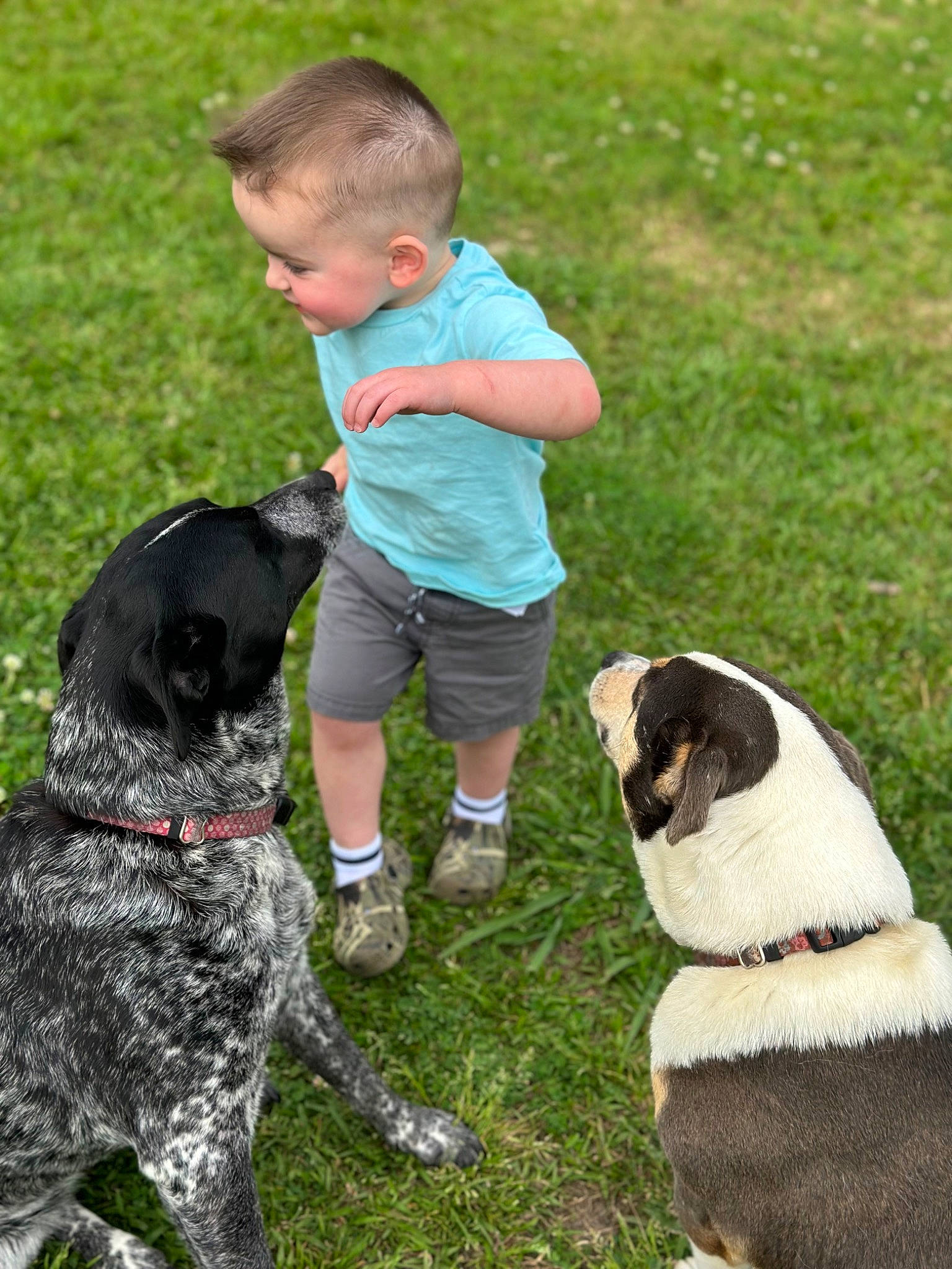 Oakley N Sophie is registered to the contest to win money with this photo: canidae, cargo_pants, carnivore, collar, companion_dog, dog, dog_breed, dog_collar, fawn, grass, green, leash, military_camouflage, plant, shoe, sneakers, snout, sporting_group, tail, toddler