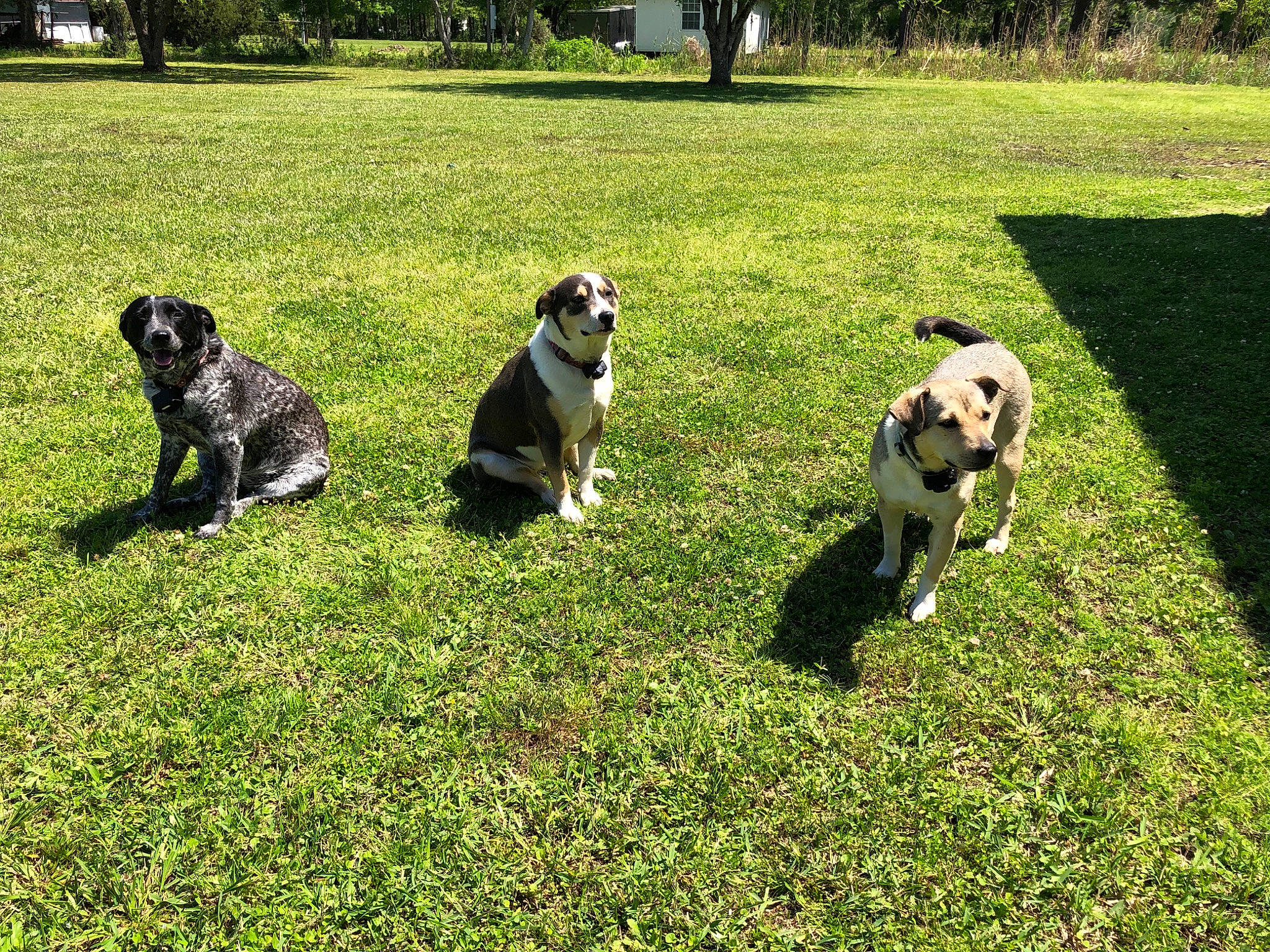 Oakley N Sophie is registered to the contest to win money with this photo: canidae, carnivore, companion_dog, dog, dog_breed, fawn, grass, grass_family, grassland, groundcover, lawn, leisure, pasture, people_in_nature, plant, shrub, sporting_group, tail, tree, working_animal