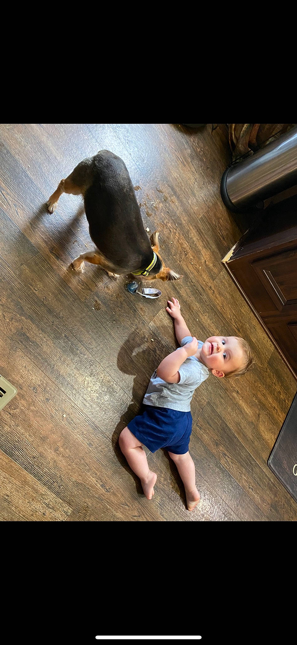 Cooper joined the competition — help win amazing prizes! baby, barefoot, carnivore, comfort, companion_dog, dog_breed, fawn, flash_photography, floor, flooring, foot, fun, happy, hardwood, human_leg, mammal, skin, thigh, toddler, wood