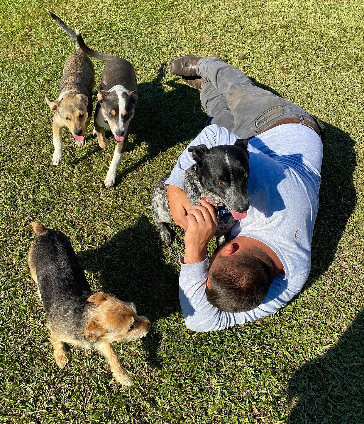 Cooper joined the competition — help win amazing prizes! canidae, carnivore, collar, comfort, companion_dog, dog, dog_breed, grass, hound, lawn, leash, leisure, mammal, scent_hound, sharing, sitting, sporting_group, tail, vertebrate, working_dog