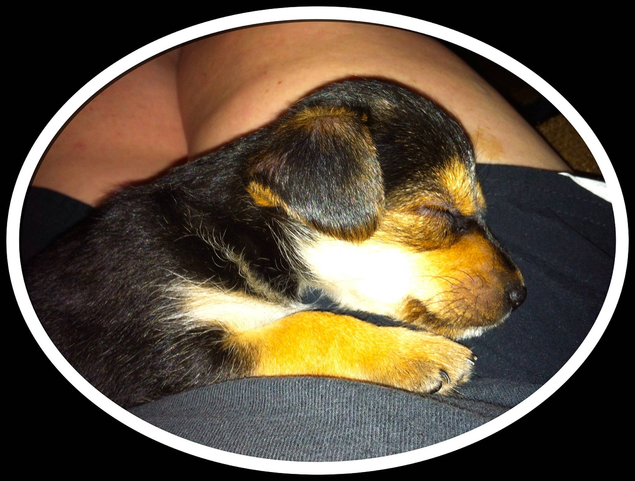 Cooper is registered to the contest to win money with this photo: bored, carnivore, comfort, companion_dog, dog, dog_breed, ear, fur, nap, paw, terrestrial_animal, tints_and_shades