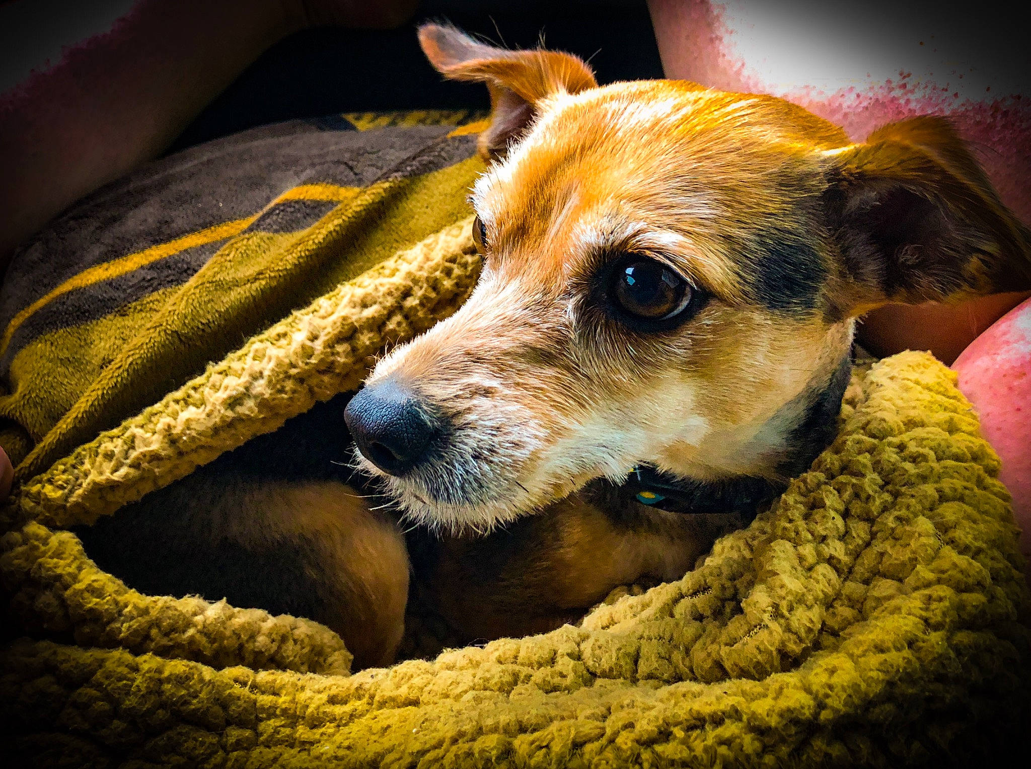 Cooper joined the competition — help win amazing prizes! canidae, carnivore, close_up, companion_dog, dog, dog_breed, fur, photography, small_terrier, snout, sporting_group, terrestrial_animal, terrier, whiskers, working_animal