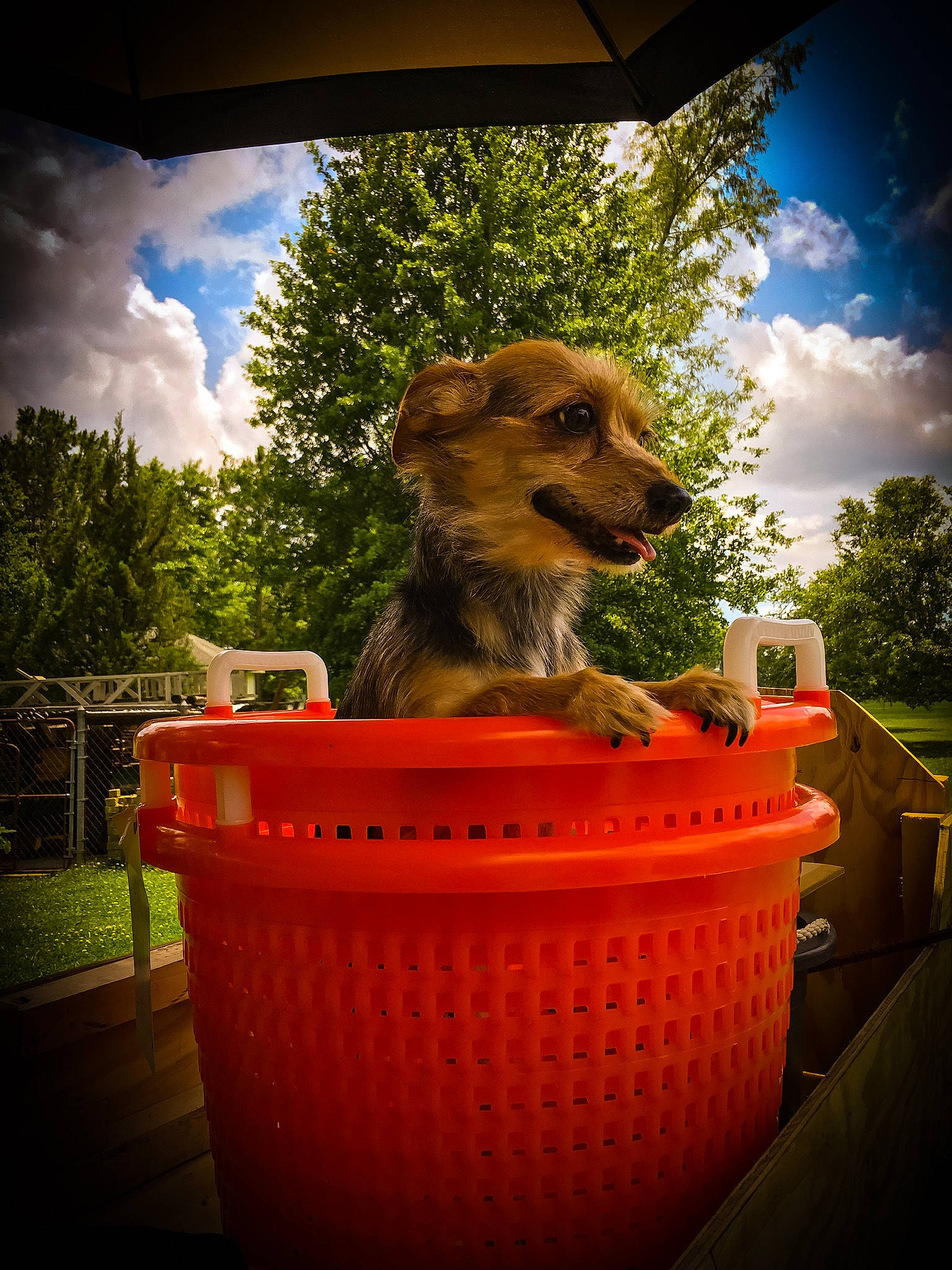 Cooper joined the competition — help win amazing prizes! carnivore, cloud, companion_dog, dog_breed, felidae, flowerpot, fun, fur, garden, grass, houseplant, landscape, leisure, plant, sky, tints_and_shades, tree, vacation, whiskers, wood