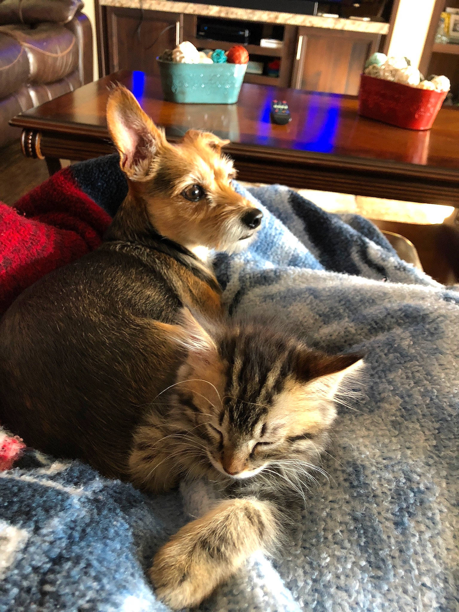 Cooper joined the competition — help win amazing prizes! carnivore, cat, claw, comfort, companion_dog, dog_breed, domestic_short_haired_cat, fawn, felidae, fur, houseplant, nap, paw, small_to_medium_sized_cats, snout, tail, terrestrial_animal, whiskers, wildlife, wood