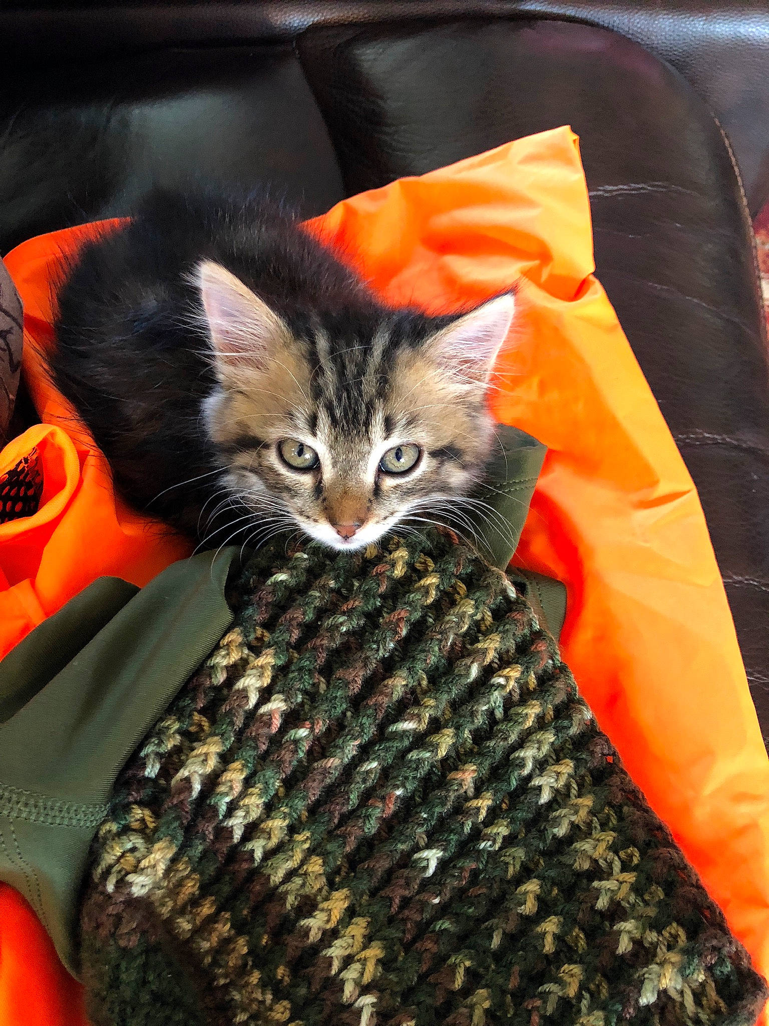 Traxs joined the competition — help win amazing prizes! bag, carnivore, cat, comfort, domestic_short_haired_cat, fashion_accessory, felidae, fur, linens, orange, pattern, sleeve, small_to_medium_sized_cats, tail, textile, thread, tree, whiskers, wool, woolen