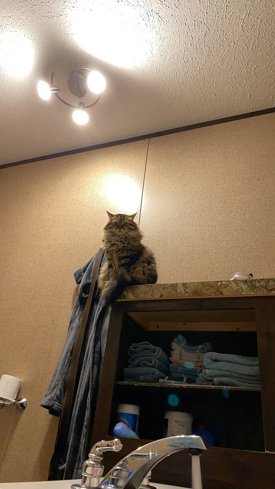 Traxs is registered to the contest to win money with this photo: building, cat, ceiling, curtain, felidae, flooring, fur, hardwood, house, interior_design, light_fixture, linens, room, small_to_medium_sized_cats, tail, whiskers, window, window_covering, window_treatment, wood