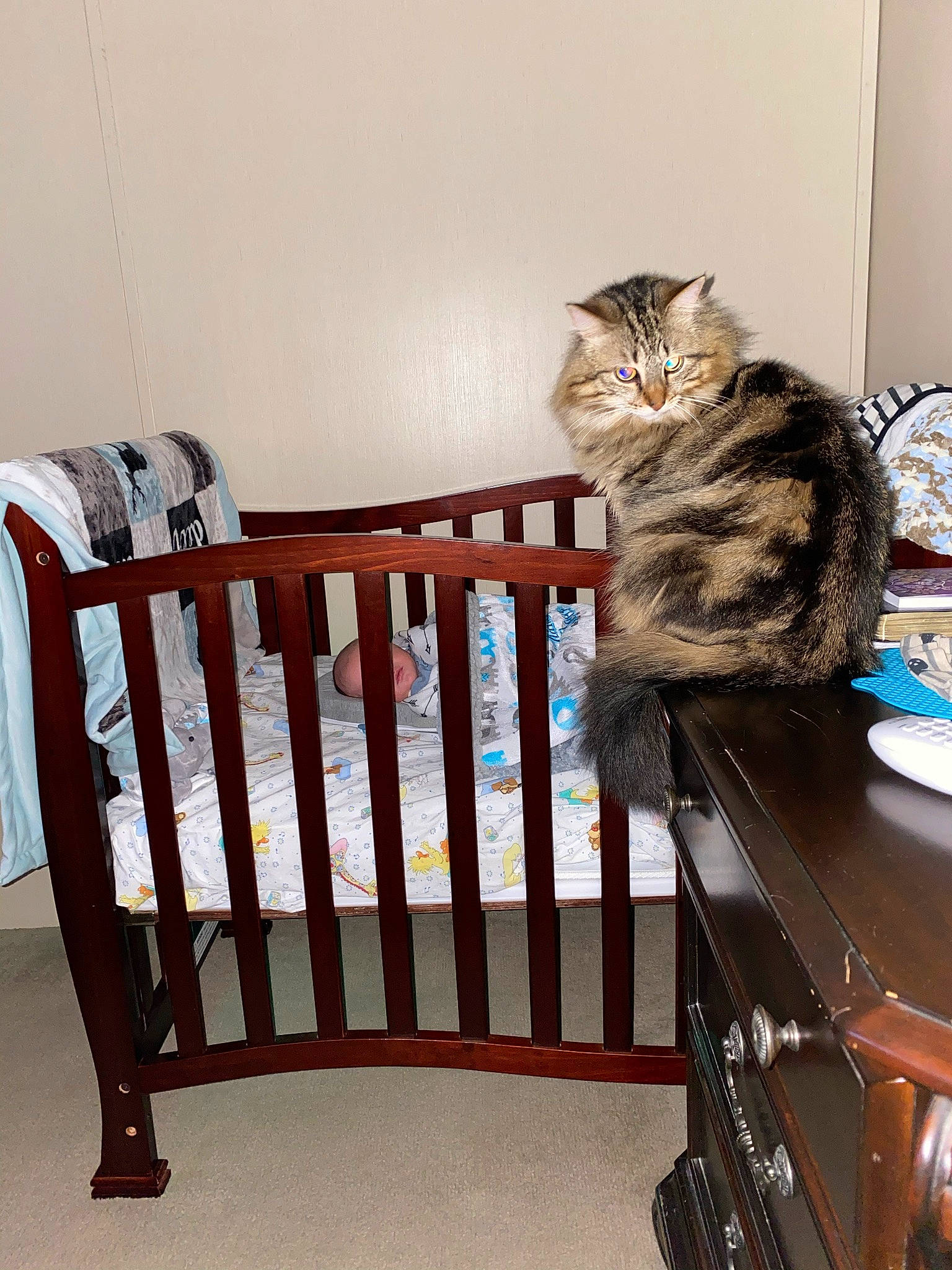 Traxs joined the competition — help win amazing prizes! bed, carnivore, cat, comfort, cradle, domestic_short_haired_cat, drawer, felidae, flooring, fur, hardwood, home_appliance, infant_bed, interior_design, room, sitting, small_to_medium_sized_cats, tail, whiskers, wood