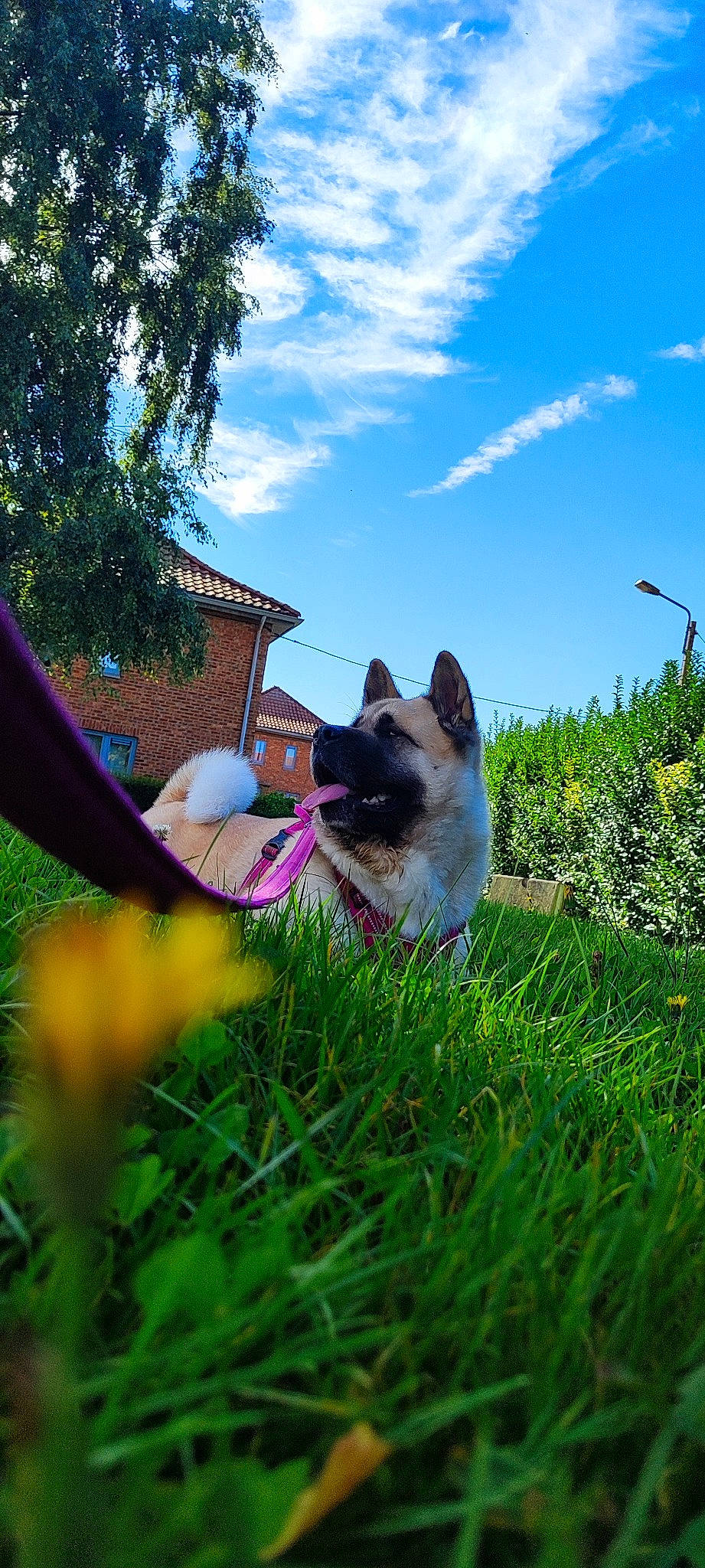 Héra a rejoint le concours — aidez-le/la à gagner de superbes lots ! azure, botany, carnivore, cat, cloud, companion_dog, dog_breed, fawn, felidae, flower, grass, lawn, meadow, plant, sky, small_to_medium_sized_cats, snout, tail, tree, whiskers