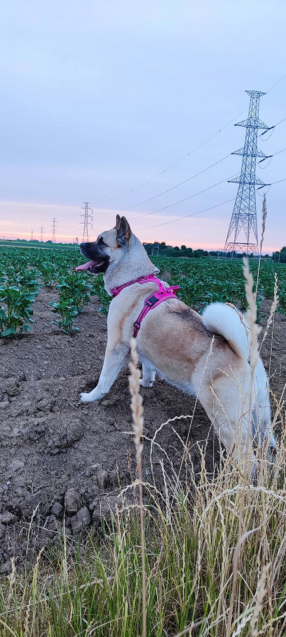 Héra a rejoint le concours — aidez-le/la à gagner de superbes lots ! canidae, carnivore, collar, companion_dog, dog, dog_breed, dog_collar, fashion_accessory, grass, leash, overhead_power_line, pet_supply, plant, sky, soil, sporting_group, tail, transmission_tower, working_animal, working_dog