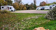 Elsa a rejoint le concours — aidez-le/la à gagner de superbes lots ! dog, canine, pet, scruffy, shaggy, standing, outdoor, grass, garden, autumn, trees, leaves, caravans, campground, vehicles, travel, nature, sky, portrait, road