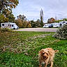 dog, canine, pet, scruffy, shaggy, standing, outdoor, grass, garden, autumn, trees, leaves, caravans, campground, vehicles, travel, nature, sky, portrait, road