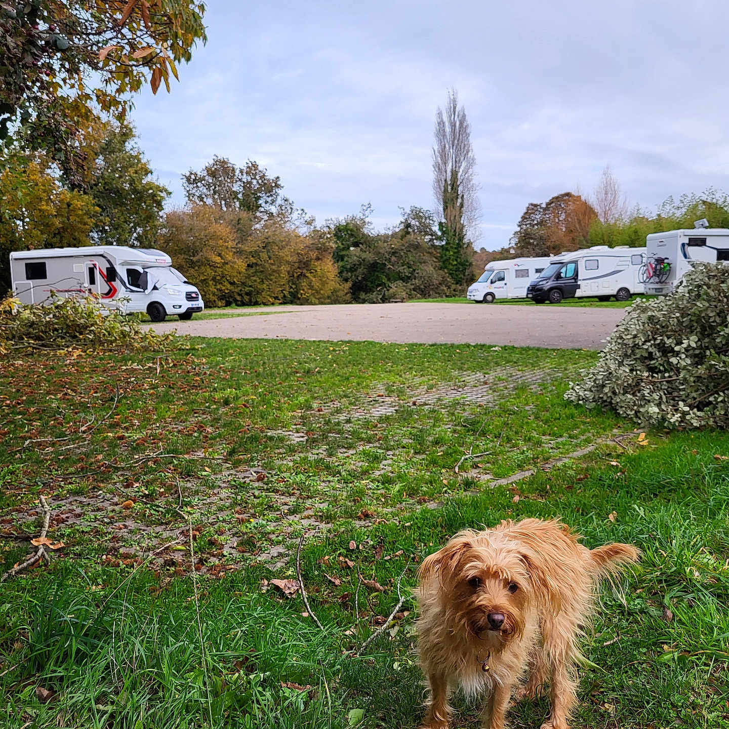 Elsa a rejoint le concours — aidez-le/la à gagner de superbes lots ! dog, canine, pet, scruffy, shaggy, standing, outdoor, grass, garden, autumn, trees, leaves, caravans, campground, vehicles, travel, nature, sky, portrait, road