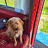 Elsa a rejoint le concours — aidez-le/la à gagner de superbes lots ! dog, pet, shaggy_fur, small_dog, standing, indoor, vehicle, cushioned_seat, red_curtains, bead_curtains, window, sunlight, greenery, outdoor_view, cozy, travel, collar, bell, brown_fur, portrait