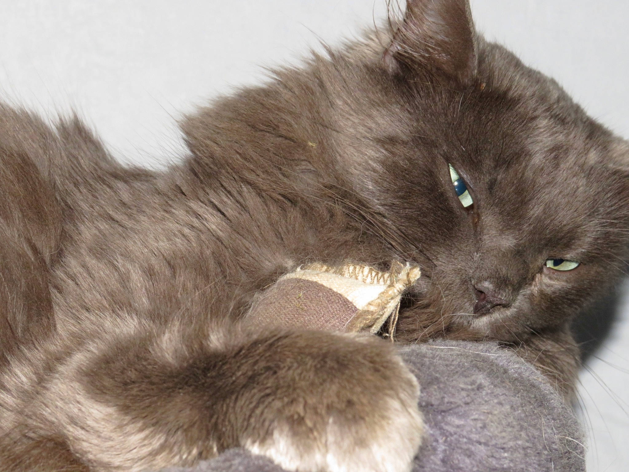 Oria a rejoint le concours — aidez-le/la à gagner de superbes lots ! black_cat, carnivore, cat, claw, comfort, domestic_short_haired_cat, felidae, fur, grey, paw, russian_blue, small_to_medium_sized_cats, tail, terrestrial_animal, whiskers