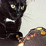 animal, beaded_necklace, black_cat, cat, close_up, curious, decor, domestic_cat, feline, floral_pattern, home, indoor, jewelry, leather_surface, pet, sitting, wallpaper, watching, whiskers, yellow_eyes
