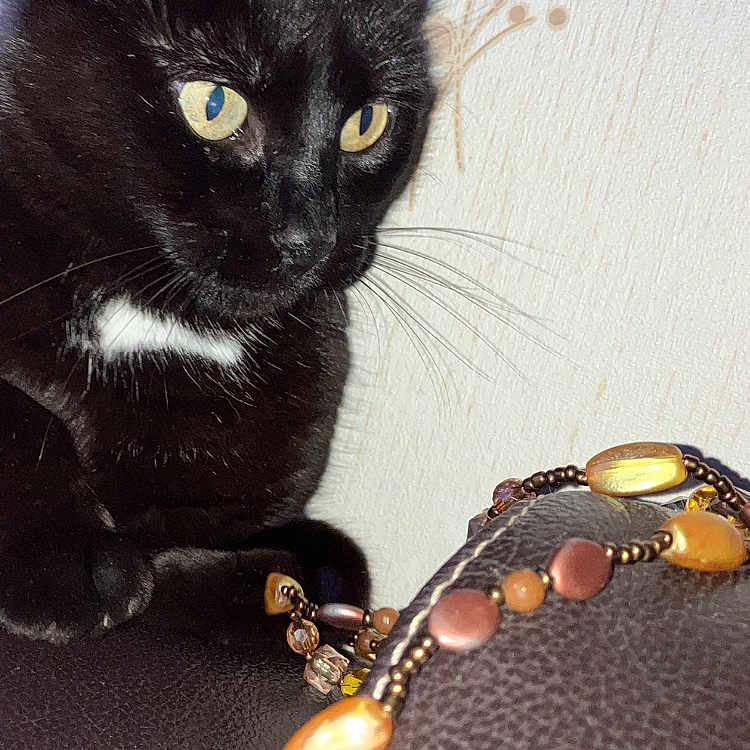Denrée participe au concours pour gagner de l'argent avec cette photo : animal, beaded_necklace, black_cat, cat, close_up, curious, decor, domestic_cat, feline, floral_pattern, home, indoor, jewelry, leather_surface, pet, sitting, wallpaper, watching, whiskers, yellow_eyes