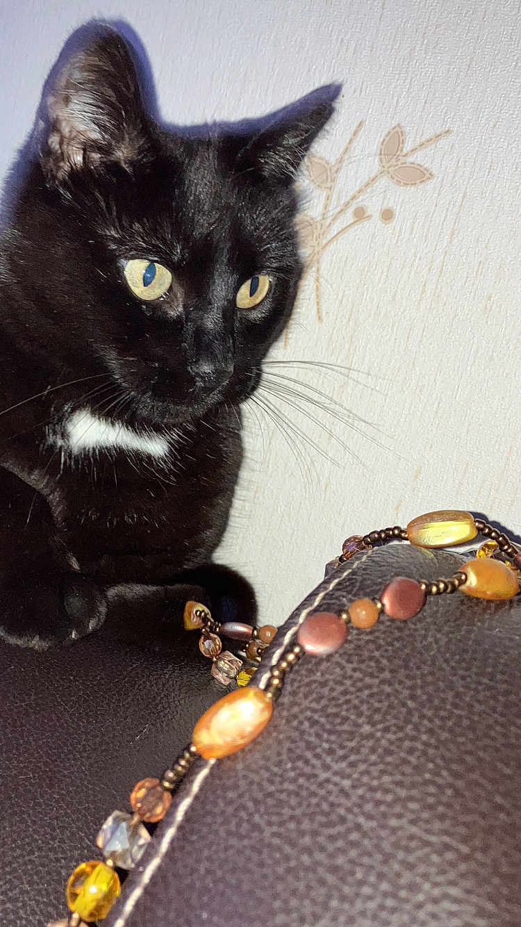 Denrée participe au concours pour gagner de l'argent avec cette photo : animal, beaded_necklace, black_cat, cat, close_up, curious, decor, domestic_cat, feline, floral_pattern, home, indoor, jewelry, leather_surface, pet, sitting, wallpaper, watching, whiskers, yellow_eyes