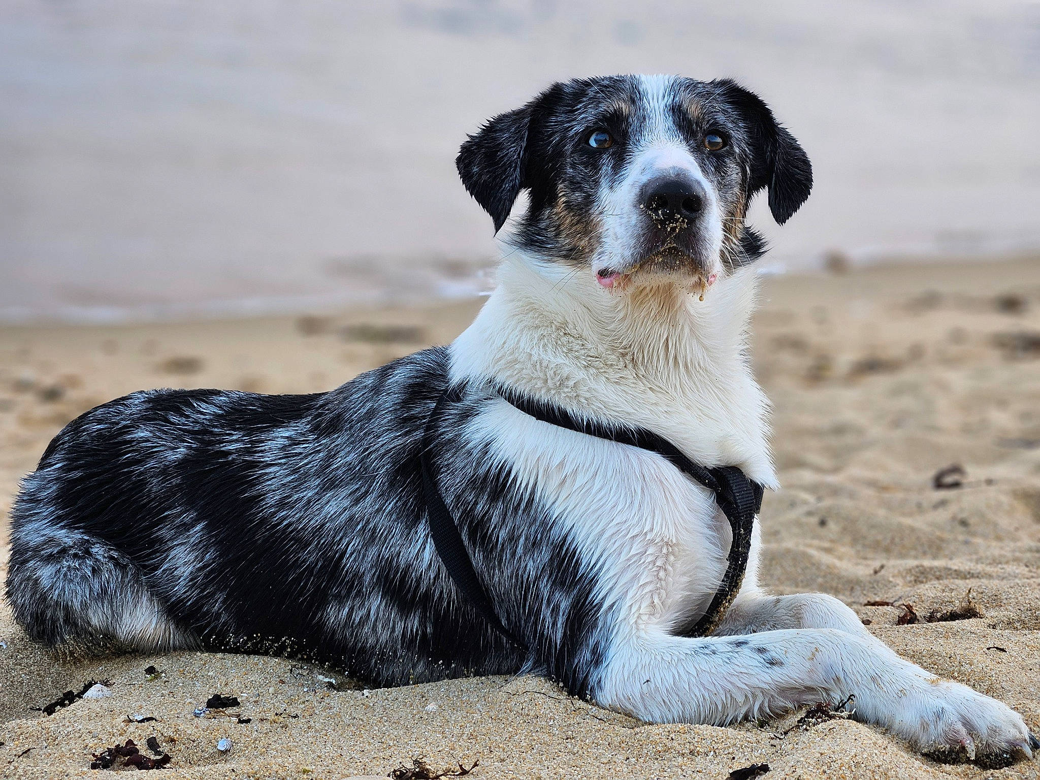 Sam participe au concours pour gagner de l'argent avec cette photo : beach, canidae, carnivore, companion_dog, dog, dog_breed, fawn, landscape, paw, puppy, rock, snout, soil, sporting_group, street_dog, tail, terrestrial_animal, whiskers, working_animal, working_dog