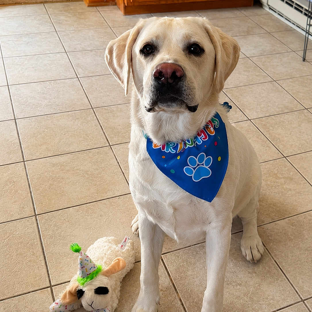 Cooper is registered to the contest to win money with this photo: dog, labrador, birthday, bandana, toy, stuffed_animal, party_hat, floor, tile, indoor, pet, animal, cute, sitting, brown, white, decor, celebration, domestic, portrait