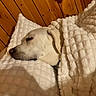 Cooper joined the competition — help win amazing prizes! dog, white_dog, sleeping, blanket, pillow, cozy, indoor, wooden_wall, resting, pet, canine, fur, nap, comfort, bedtime, domestic_animal, head, closeup, relaxation, warmth