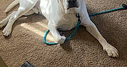 Cooper joined the competition — help win amazing prizes! dog, white_dog, leash, carpet, wallet, money, dollar_bills, indoor, wooden_chair, wooden_table, towel, floor, pet, animal, domestic, resting, sunlight, shadow, home, casual