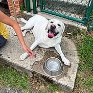 Cooper joined the competition — help win amazing prizes! dog, white_dog, pet, animal, happy, smiling, panting, water_bowl, concrete, grass, person, arm, yellow_shirt, fence, chain_link_fence, brick_wall, outdoor, sidewalk, resting, companion