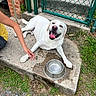 dog, white_dog, pet, animal, happy, smiling, panting, water_bowl, concrete, grass, person, arm, yellow_shirt, fence, chain_link_fence, brick_wall, outdoor, sidewalk, resting, companion