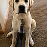 Cooper joined the competition — help win amazing prizes! dog, labrador_retriever, pet, leash, indoor, carpet, animal, canine, sitting, looking_at_camera, cute, domestic_animal, companion, friendly, young_dog, fur, ears, eyes, snout, paws