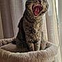 Pipa participe au concours pour gagner de l'argent avec cette photo : animal, cat, cat_tree, cozy, curtains, cute, domestic, furniture, furry, home, indoor, mouth_open, pet, relaxed, resting, soft_light, tabby, whiskers, window, yawning