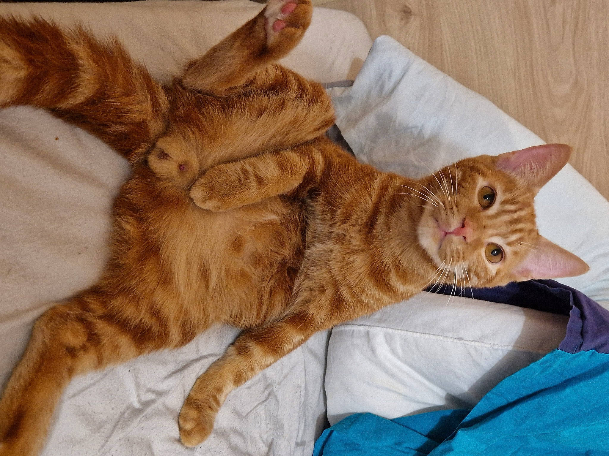 Minato a rejoint le concours — aidez-le/la à gagner de superbes lots ! bed, carnivore, cat, claw, comfort, domestic_short_haired_cat, fawn, felidae, fur, linens, nap, paw, small_to_medium_sized_cats, tail, terrestrial_animal, whiskers