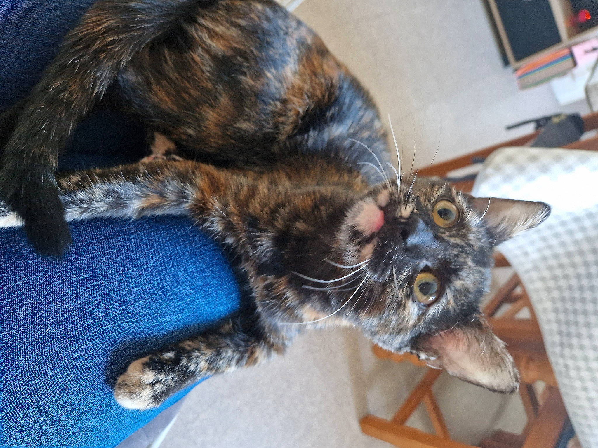 Freya a rejoint le concours — aidez-le/la à gagner de superbes lots ! carnivore, cat, claw, comfort, dog_breed, domestic_short_haired_cat, ear, felidae, fur, paw, small_to_medium_sized_cats, snout, tail, whiskers