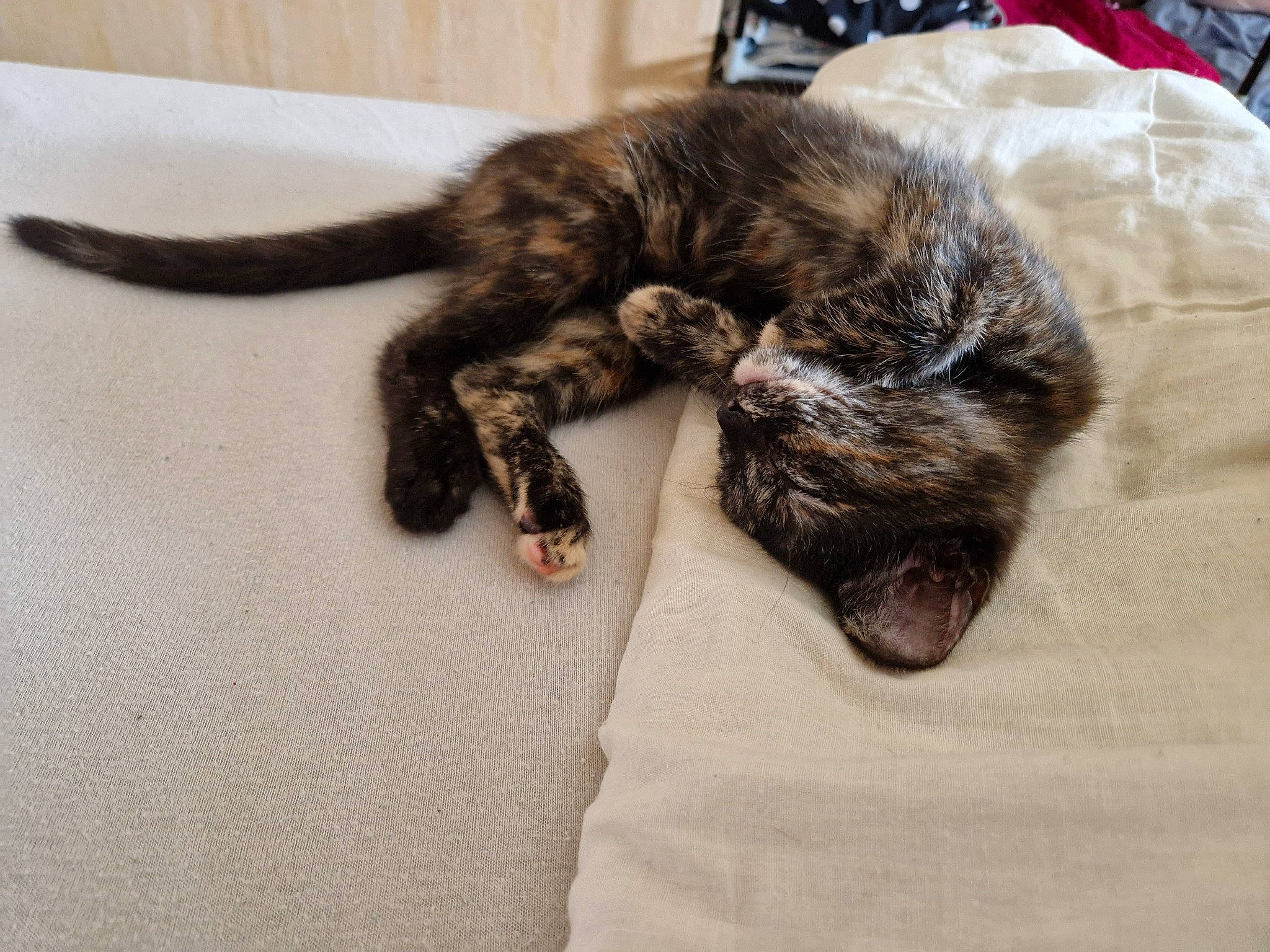 Freya a rejoint le concours — aidez-le/la à gagner de superbes lots ! black_cat, canidae, carnivore, cat, claw, comfort, dog_breed, domestic_short_haired_cat, felidae, fur, nap, paw, sleep, small_to_medium_sized_cats, snout, sporting_group, tail, terrestrial_animal, whiskers