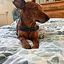 dog, brown_dog, bed, bedspread, leaf_pattern, collar, ear, paw, wooden_furniture, dresser, television, window, indoor, pet, animal, resting, side_view, close_up, domestic, cozy