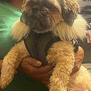 Louie V is registered to the contest to win money with this photo: close_up, cute, dog, face, fridge_magnet, fur, harness, holding, human_hand, indoor, kitchen, paws, person, pet, portrait, refrigerator, shaggy_fur, small_dog, stove, warm_lighting