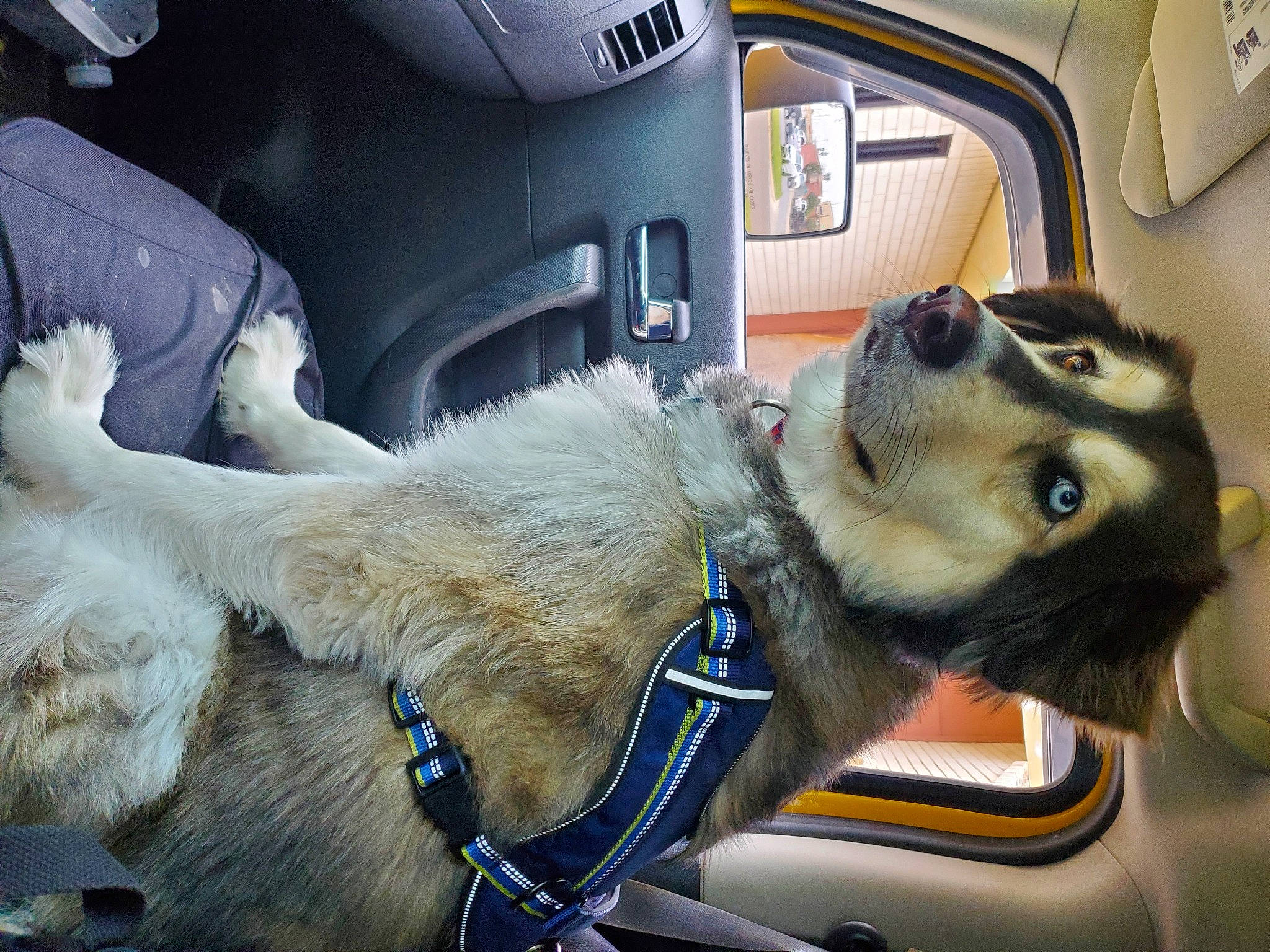 Balto is registered to the contest to win money with this photo: auto_part, automotive_design, automotive_exterior, car, car_seat, car_seat_cover, carnivore, collar, companion_dog, dog, dog_breed, fawn, mode_of_transport, motor_vehicle, snout, steering_part, steering_wheel, vehicle, vehicle_door, window