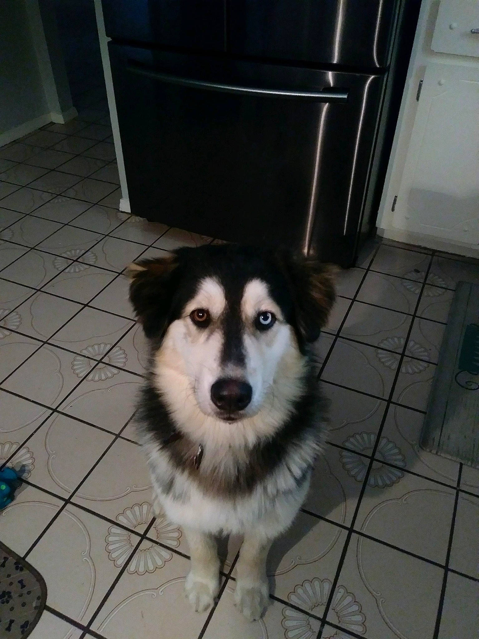 Balto joined the competition — help win amazing prizes! ancient_dog_breeds, canidae, carnivore, companion_dog, dog, dog_breed, door, floor, flooring, fur, herding_dog, sled_dog, snout, sporting_group, tail, terrestrial_animal, whiskers, white, working_animal, working_dog