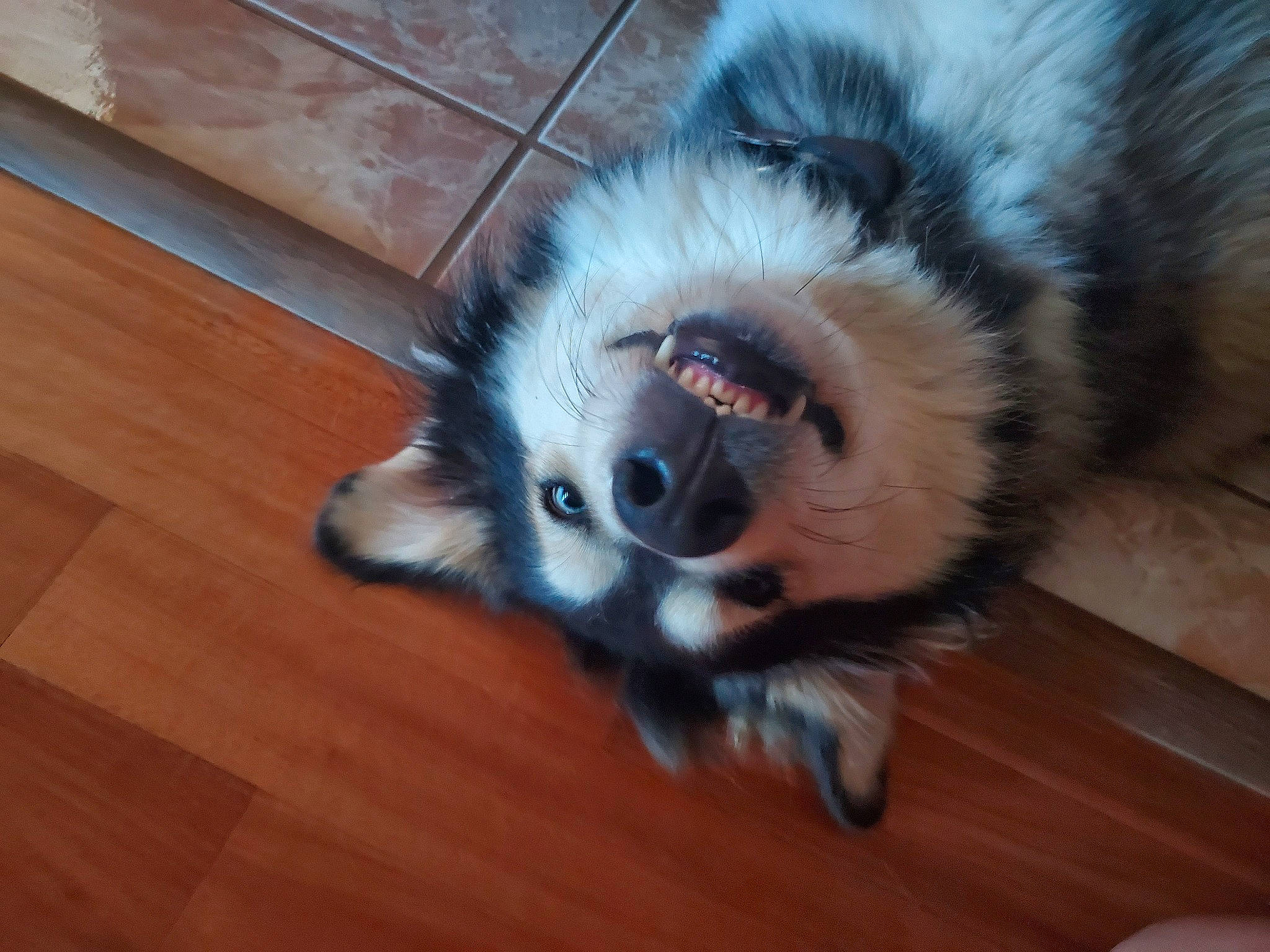 Balto joined the competition — help win amazing prizes! canidae, carnivore, cat, claw, companion_dog, dog_breed, fawn, felidae, floor, flooring, hardwood, paw, small_to_medium_sized_cats, snout, sporting_group, tail, terrestrial_animal, whiskers, wood, wood_stain