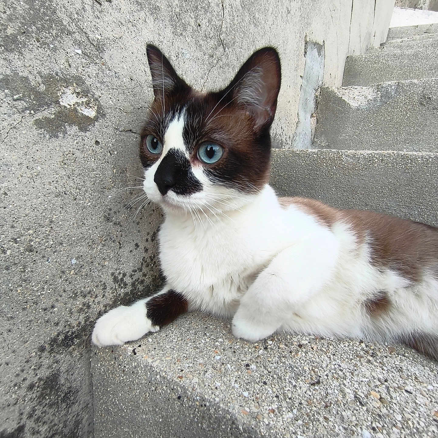 Marques participe au concours pour gagner de l'argent avec cette photo : alert, animal, black_fur, blue_eyes, cat, close_up, concrete, fur, mammal, nature, outdoor, pet, portrait, relaxed, resting, side_view, stairs, texture, whiskers, white_fur