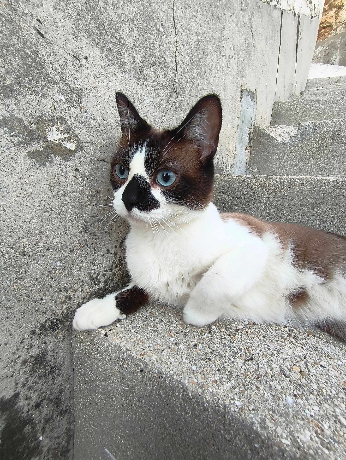 Marques participe au concours pour gagner de l'argent avec cette photo : alert, animal, black_fur, blue_eyes, cat, close_up, concrete, fur, mammal, nature, outdoor, pet, portrait, relaxed, resting, side_view, stairs, texture, whiskers, white_fur