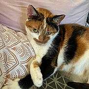 Minette participe au concours pour gagner de l'argent avec cette photo : cat, calico, feline, pet, indoor, cushion, patterned, relaxed, paws, fur, tri_color, whiskers, ears, eyes, resting, cozy, closeup, animal, domestic, cute