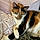 Minette