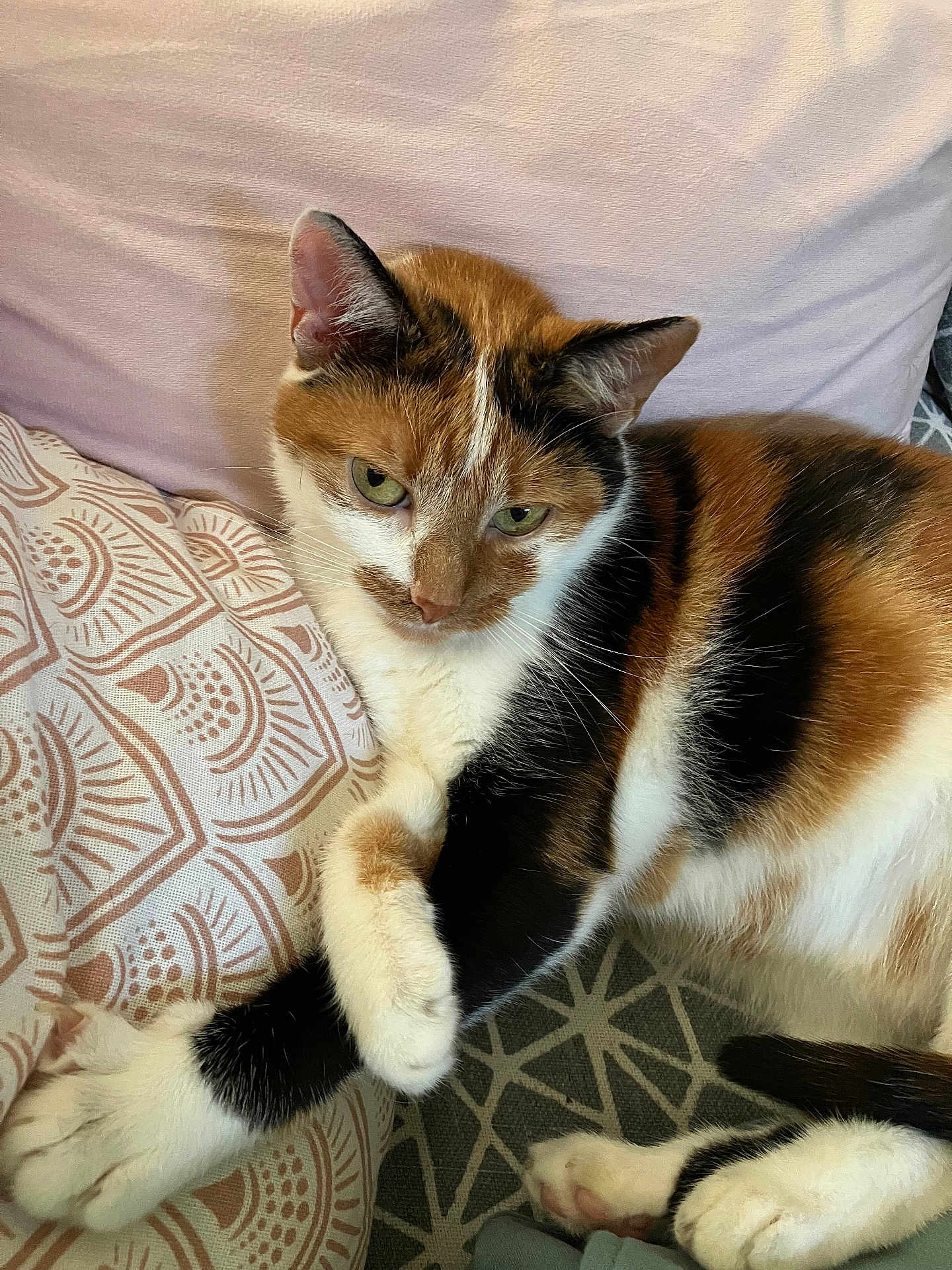 Minette participe au concours pour gagner de l'argent avec cette photo : cat, calico, feline, pet, indoor, cushion, patterned, relaxed, paws, fur, tri_color, whiskers, ears, eyes, resting, cozy, closeup, animal, domestic, cute