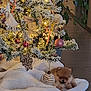 dog, christmas_tree, ornaments, lights, decorations, fluffy, pomeranian, tree_skirt, holiday, festive, indoor, floor, greenery, plant, wooden_floor, soft, cute, small_dog, resting, cozy