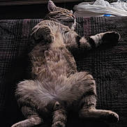 Benji joined the competition — help win amazing prizes! cat, tabby_cat, feline, pet, sleeping, relaxed, fur, whiskers, paw, indoor, resting, animal, cute, mammal, cozy, bedroom, furniture, soft, domestic_cat, lying_down