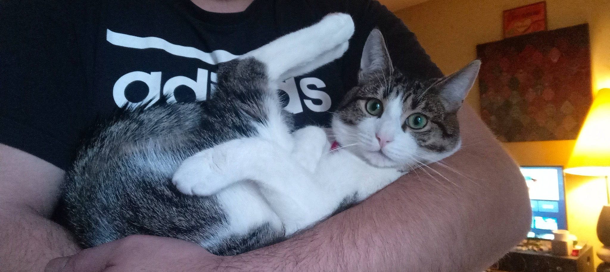 Pepito a rejoint le concours — aidez-le/la à gagner de superbes lots ! carnivore, cat, comfort, domestic_short_haired_cat, eye, felidae, fur, gesture, hand, paw, sitting, small_to_medium_sized_cats, snout, tail, whiskers